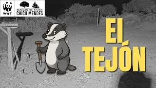 🌙 Territorio Lince | Fauna nocturna: el tejón europeo en acción 🦡