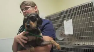 HSPCA Tucker Web Final | Houston SPCA