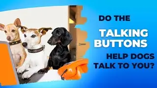 do the talking buttons help dogs talk to you??? #pettalk