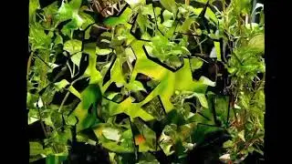 Ludwigia Ovalis