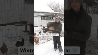Winter Treat for Backyard Chickens #homesteading