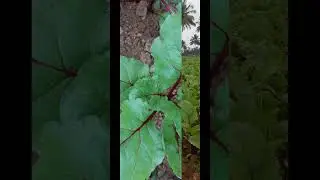 Beetroot harvesting #vegtables #farming #raitha #shortsfeed