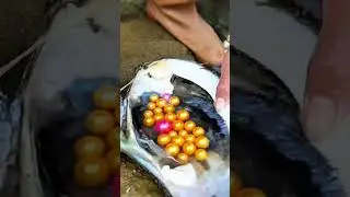 🔥 Silver Yellow Mixed Pearls Opening | Real Oyster Treasure #shortsfeed