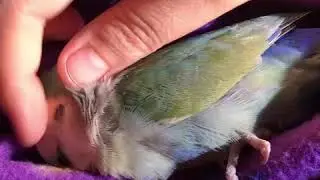 Oppie living the best lovebird life