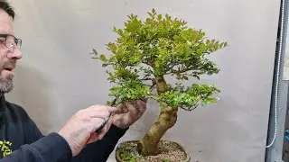 Pruning myrtle trees