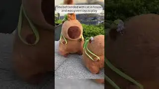 ❤️ RESCUED CAPYBARA&rsquo;S INCREDIBLE JOURNEY: From Sewer to Loving Home & Adorable Babies 🐾  #viralvideo