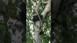 Episode 5 walk around the allotment