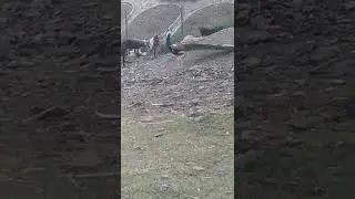 Animals Beautiful Peacock and Animals,Best Video for Animals Lovers Amazing  nice
