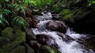 Close-Up of Refreshing Moss-Covered Rocky Stream Sounds