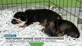Montgomery Humane Society overcrowded