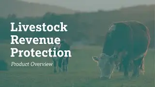 What is Livestock Revenue Protection (LRP)?