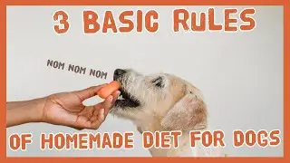 3 Basic Rules of Homemade Diet for Dogs - Dog Food Secrets
