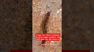 Unique Facts About Centipedes: Hundred-Legged Predators That Will Make Your Hair Stand on End #facts