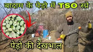 सर्दियों में बादाम के पेड़ो की देखभाल|| TSO spray in almond trees|| Rahul bro