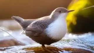 A Unique Bird - Himalayan Dipper Nature&rsquo;s Aquatic Acrobat