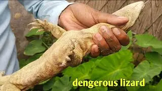 बहुत बड़ा खतरनाक विषखोपरा जब घर में जमा लिया था डेरा #monitirlizard #dengerous #rescue #wildlife