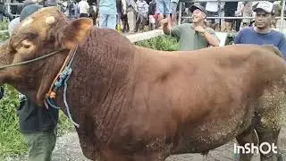 Update harga sapi lemon pasar sapi jelok boyolali