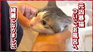 【保護猫】元凶暴猫ついにお風呂へ　野良猫からの初お風呂　夜と月2024　Ver.12