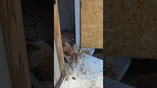 Chickens Get to Come Out After Winter Storm - But Will They?!