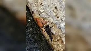 Pest Control Near Me: Expert Exterminator & Termite Treatment in Cypress and Katy