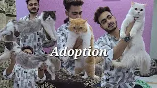 Heavy bone Persian cat's in Hyderabad at The Time is Meow Cattery | van colour 🐈 & kittens
