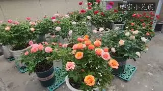 为什么你的月季不出笋？Why don't your roses produce bamboo shoots?
