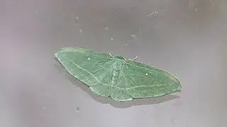 Blackberry Looper Moth  Chlorochlamys chloroleucaria