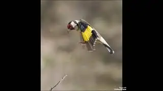 أسمع تغريد مقنين جزائري قديم  ....أصلي ....🇩🇿 بصحتكم 