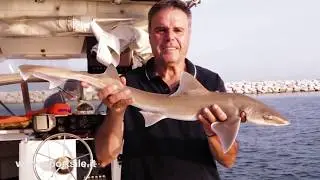 Pesca con il gambero vivo e galleggiante in Laguna Veneta - cattura di un palombo