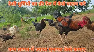 कम लागत में देसी मुर्गी पालन केसे करे पार्ट 3 । Desi murga farm blog 3 #freerangechickens  