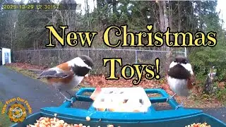 New Amazon&rsquo;s  Vatjubi  Video Bird Feeder. Todays Creation. Playing With New Toys. S1 E53