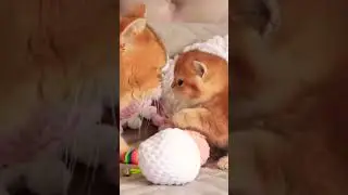 Cute 🥰 kitten reaction seeing his father for the first time 🐱😻❤️ #shorts #funnycats