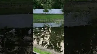 Shallow water and birds #bird #birds #nature #pond #wildlife #trail #wild #photography #viral #ibis