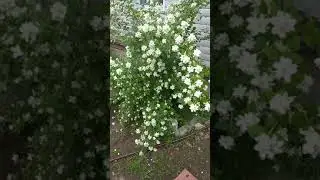 Чубушник - декоративный кустарник на даче