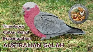 Australian Galah Drawn In Colour Pencil Time-lapse