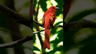 flycatcher brid trap #birds #movie #music #survival #wildlife #animals #animal