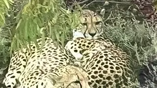 Monarto Safari Park,SA