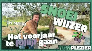 HOE snoei je een olijfboom in het voorjaar? SNOEIWIJZER 🫒 ✂️ | Tuinplezier🪴