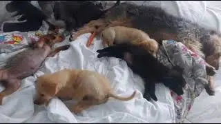 ‼️‼️💔THIS MOTHER with 5 puppies🐕🐕🐕🐕🐕 has been RESCUED