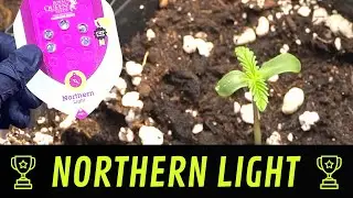 Northern Light - Выращивание легенды - Выращивание каннабиса