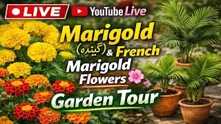 YouTube Live 🌸 | Marigold (گیندہ) & French Marigold Flowers | Garden Tour