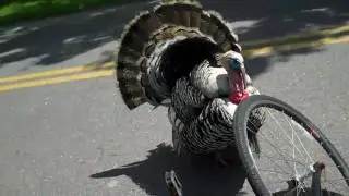 Man Attacked by Wild Turkey in Bridgehampton NY