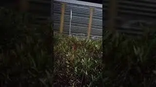 Bnsf train  caught late at cutting blvd