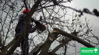 Arborist Services Melbourne