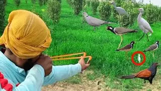 Ultimate birds hunting with handmade Slingshot!