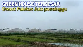 Bandar Melon Terbesar Di Lampung. Dengan Target 100 Green House