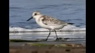 Sanderling - 2 | Arnala Beach | Maharashtra | Bird Watching | Wildlife Photography