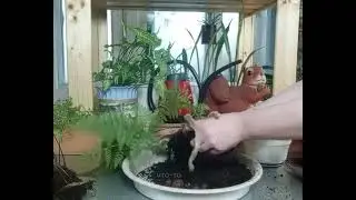 Пересадка и деление папоротников 