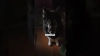 Your dog when they hear those magic words #shorts #relatable #dogsoftiktok