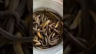 The PVC Pipe is Created a Trapping to Catch eels #fishing #eelfishing #trap #short
